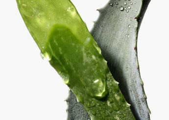 Aloe Vera leaves with water droplets