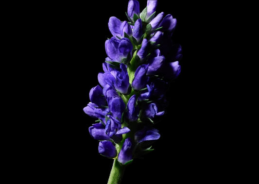  Bakuchiol flower on black background